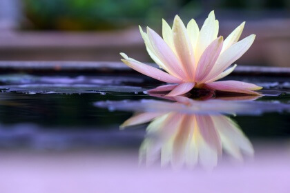 Seerose
