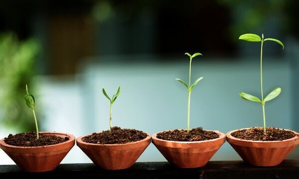 Pflanzen wachsen - so wie wir es in der integrale Psychologie sollen.