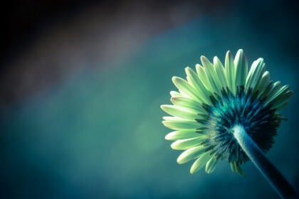 Weiße Blume