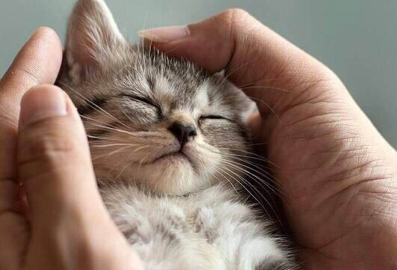 Die Zeit, die man mit Katzen verbringt, ist niemals verlorene Zeit