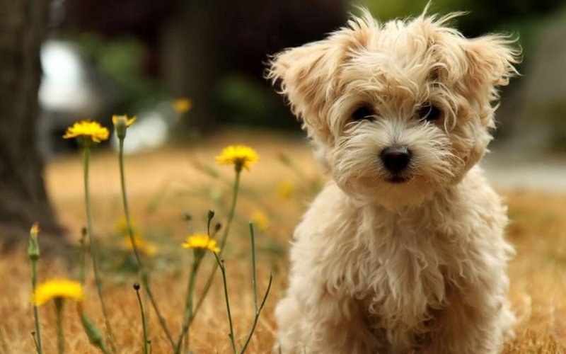 Haustiere sterben nicht, sie ruhen nur inmitten deines Herzens