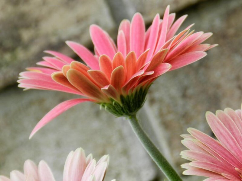 Wie wichtig ist unser Selbstbewusstsein?