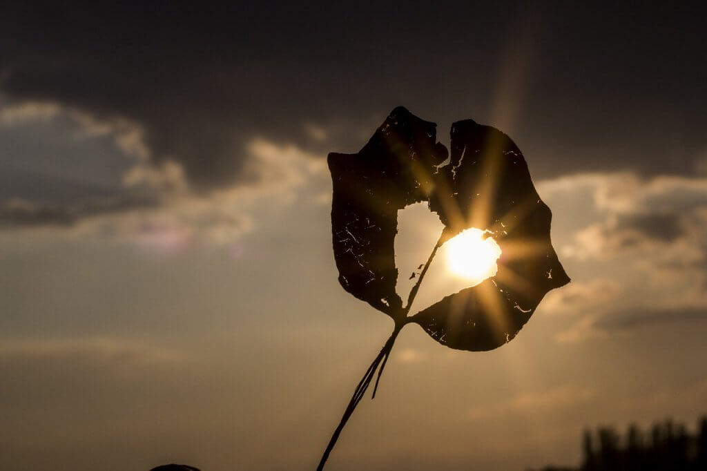 herz-in-der-sonne-622740_1280-1024x682