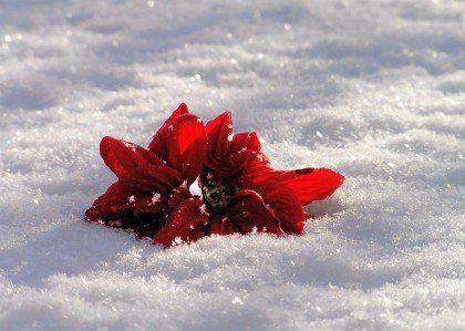 Blume im Schnee