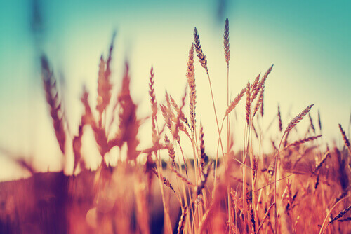 Hol Reichtum in dein Leben!