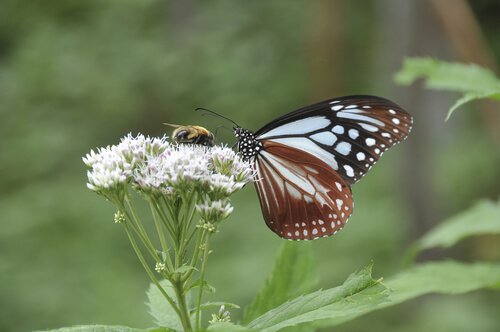 Flieg wie ein Schmetterling und stich wie eine Biene