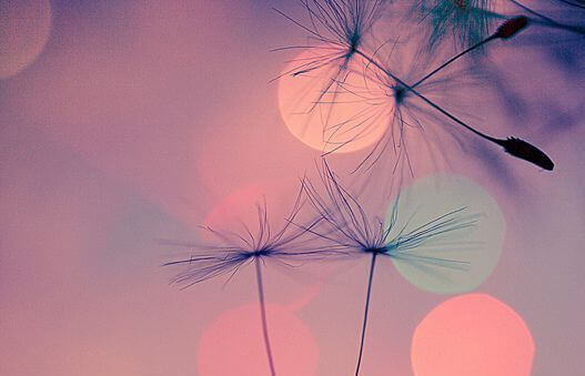 Pusteblumen abgeweht