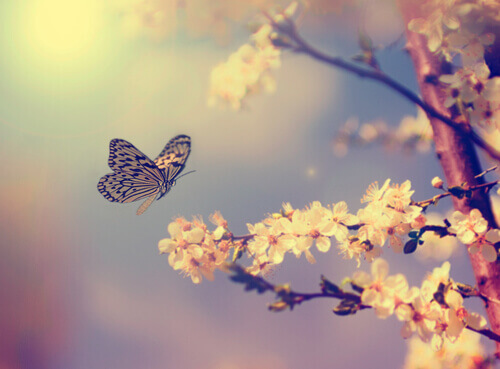 Schmetterling-fliegt-ueber-Blumen