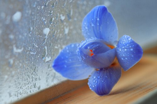 blaue-Blume-nasses-Fenster