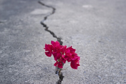 Blume im Riss