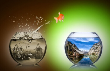 Fisch in neuem Wasser