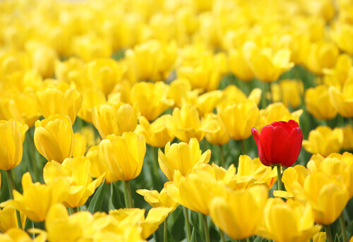 Tulpen