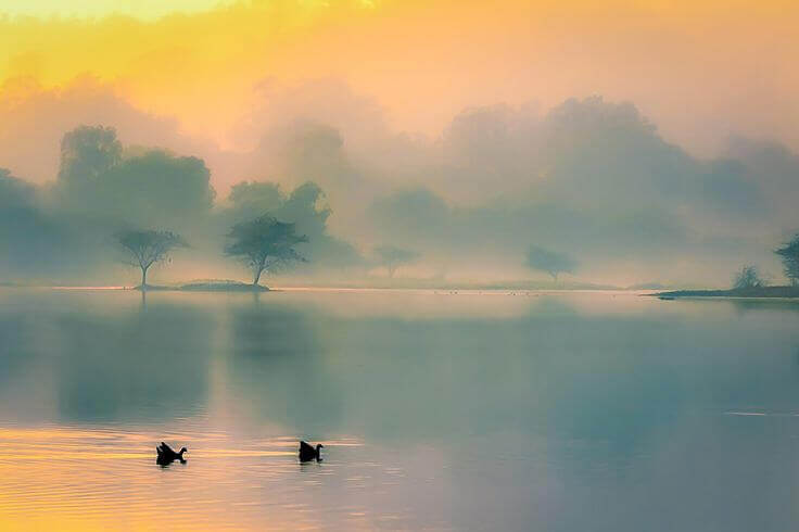 Enten-auf-See-im-Nebel