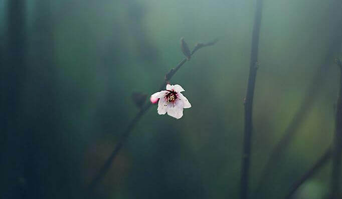 Blüte symbolisiert Warten