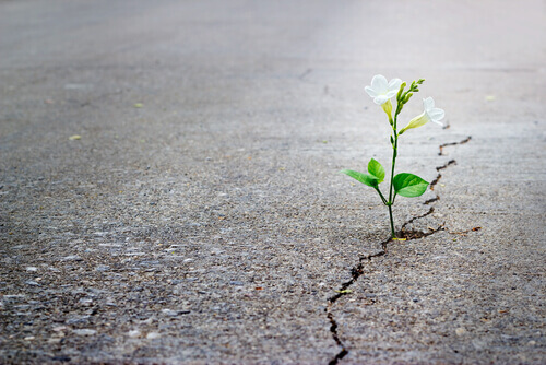 Blume wächst durch einen Riss im Asphalt