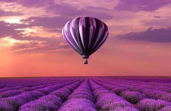 Purpurner Ballon über Lavendelfeld