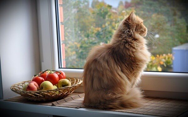 Katze sitzt neben Obstschale am Fenster