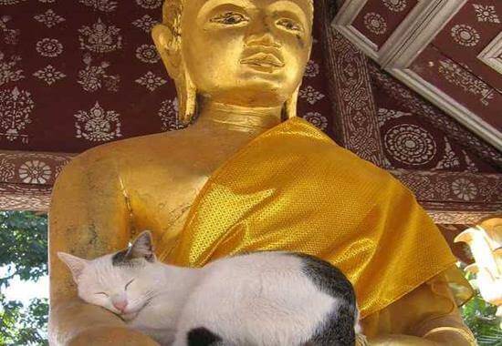 Katze schläft in Buddhas Arm
