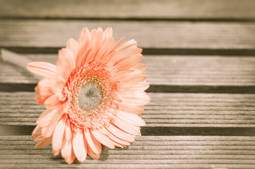 Blume auf Holztisch