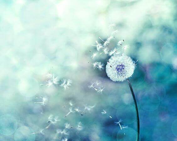 Pusteblume im Wind