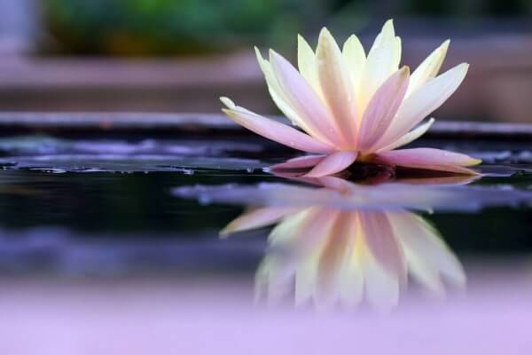 Lotus-Bluete-im-Wasser