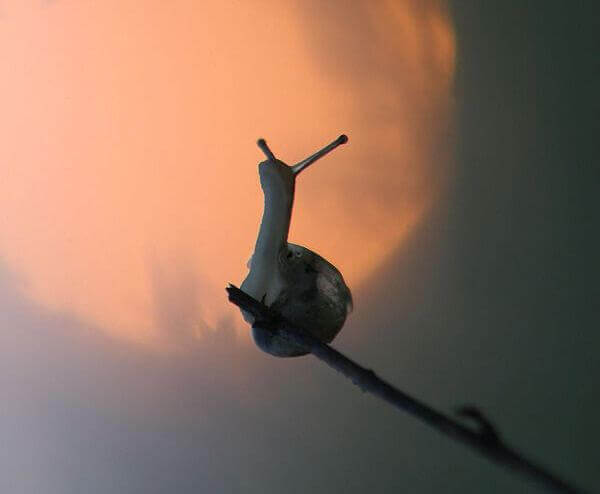 Schnecke auf dünnem Zweig