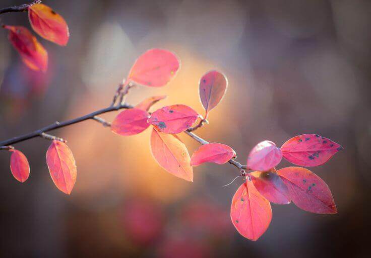 Herbstlaub