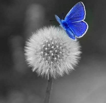 Pusteblume mit blauem Schmetterling
