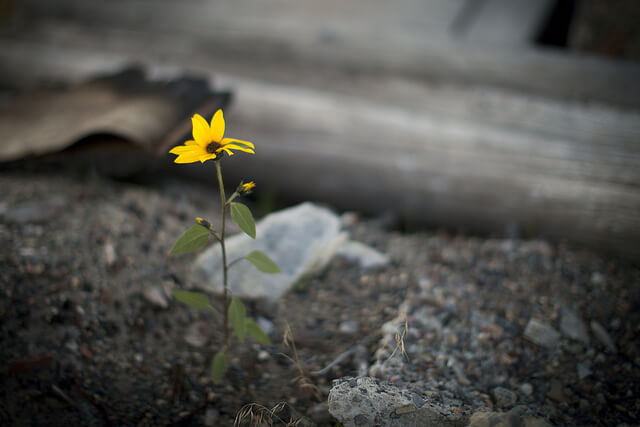 Blume sucht sich einen Weg durch Trümmer