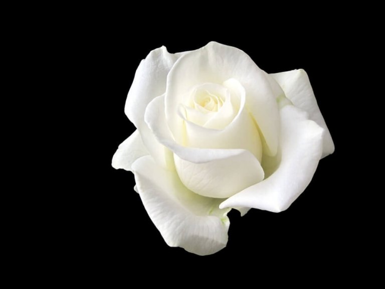 Sophie Scholl, das junge Mädchen, das sich mit einer weißen Rose Hitler entgegengestellt hat