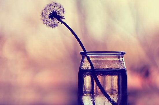 pusteblume-in-glas