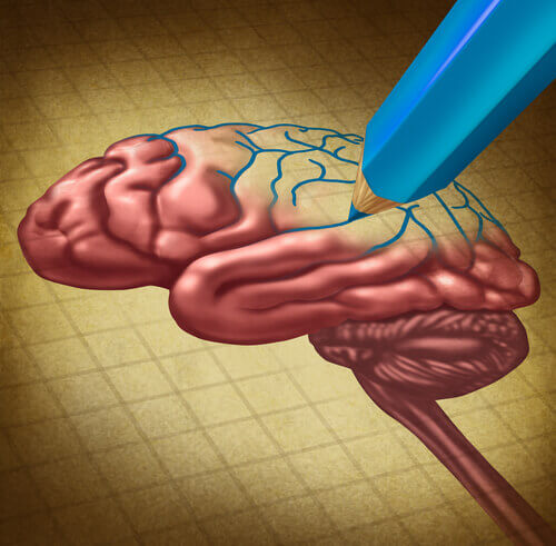 neuroplastizitaet