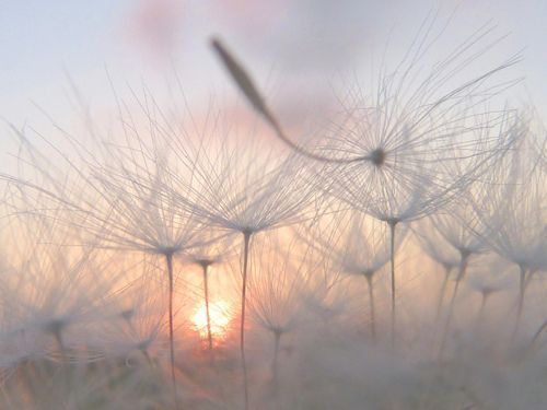 pusteblume