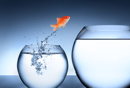 springender-fisch