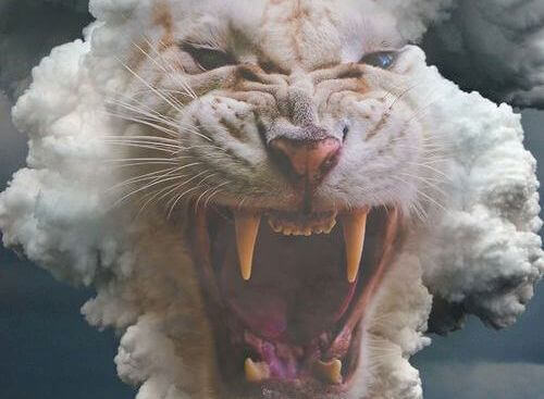 weisser-tiger