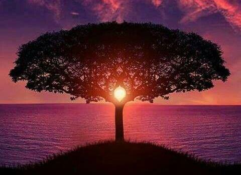 baum-bei-sonnenuntergang