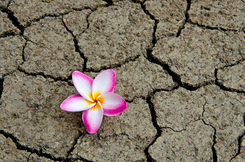 blume-auf-vertrocknetem-boden