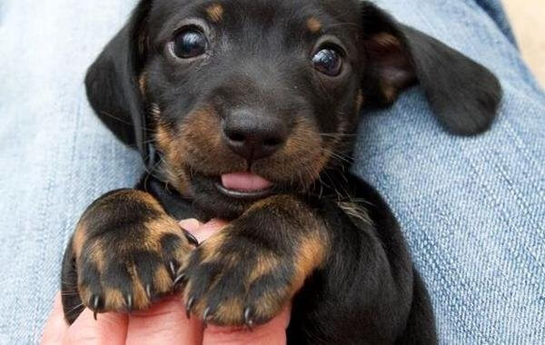 Du hast nicht gelebt, wenn du noch kein Tier geliebt hast