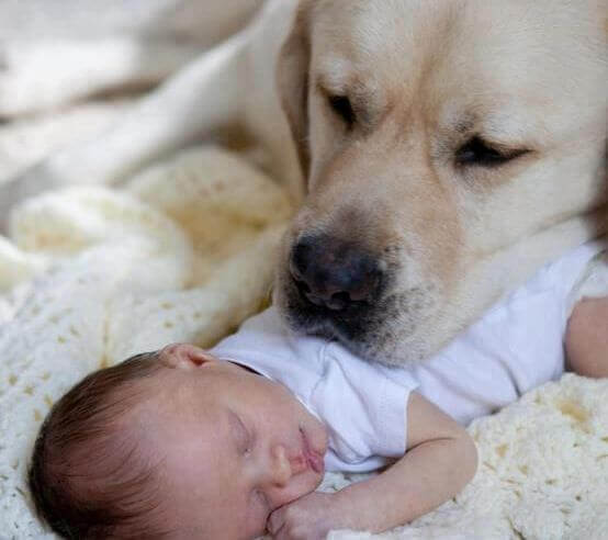 Hund-mit-Baby