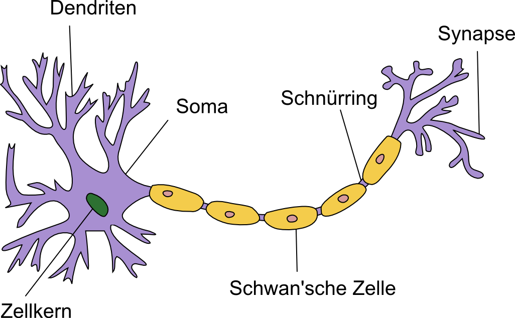 erklaerung-nervenzelle