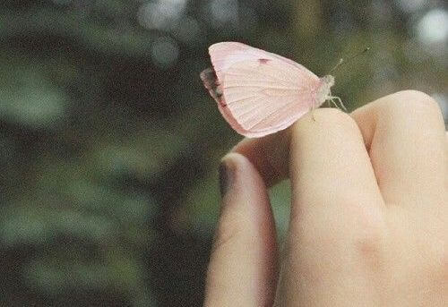 schmetterling
