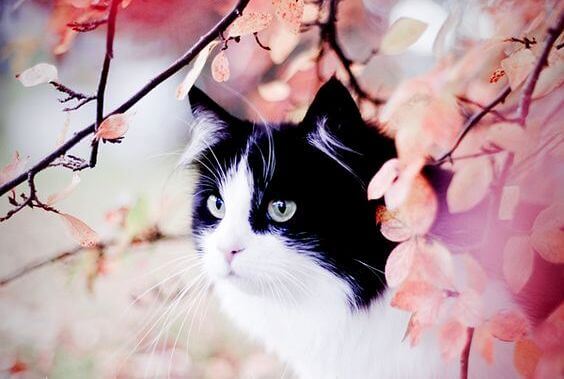 Die Geschichte vom gepunkteten Kater und der Schwalbe Sinha