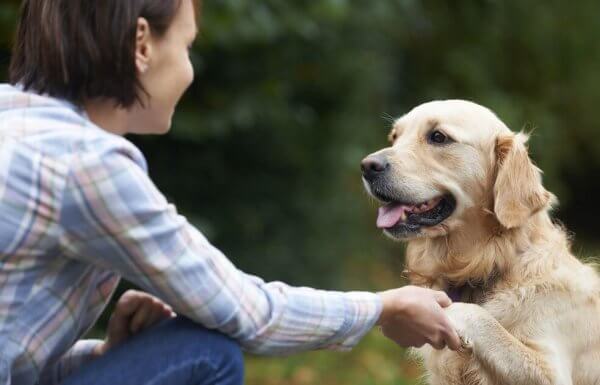 Wie erkennen Hunde Gesichter?