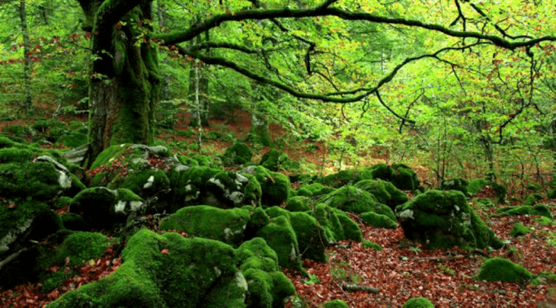 Waldbaden: Mittel gegen Stress