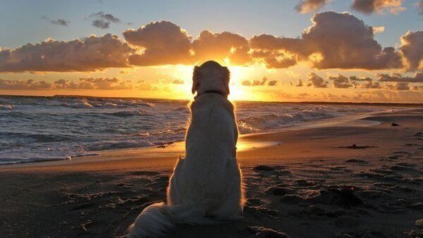 Der Schmerz, sein Haustier zu verlieren