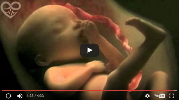 Ein wunderbares Video über Empfängnis und Schwangerschaft