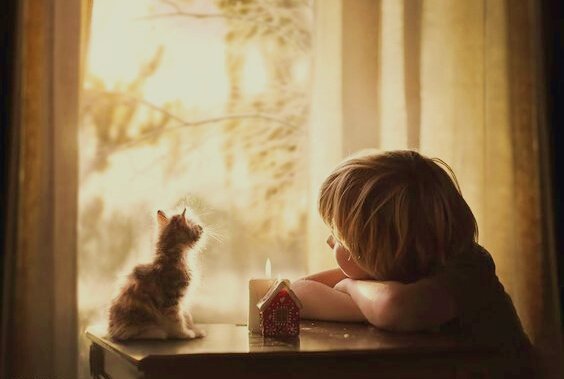 Junge und Katze schauen zum Fenster heraus