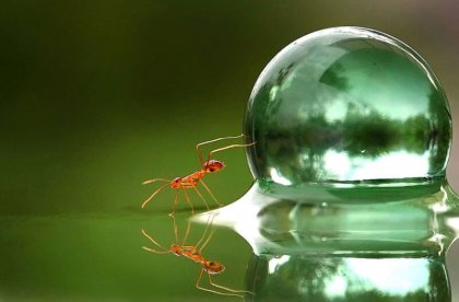 Eine Ameise schiebt mit ihren Vorderbeinen einen Wassertropfen.