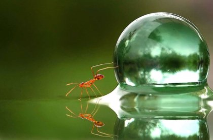 Eine Ameise schiebt mit ihren Vorderbeinen einen Wassertropfen.