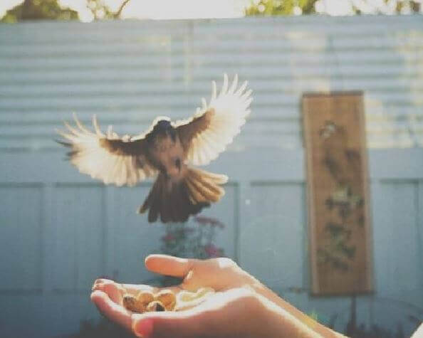 Mensch bietet einem Vogel Futter an
